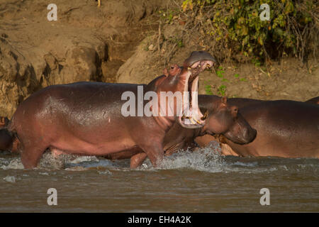 La politique commune de l'Hippopotame (Hippopotamus amphibius) Banque D'Images