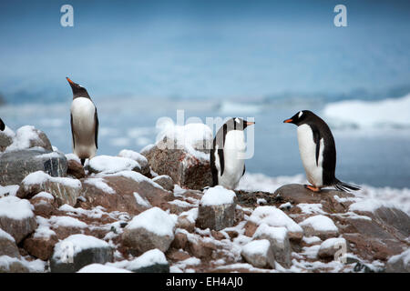 L'antarctique, Neko Harbour, manchots parmi les roches couvertes de neige fraîchement tombée Banque D'Images