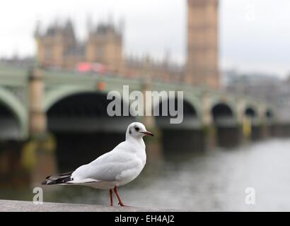 Mouette perchée sur un mur de la Tamise au pont Westminster et au Parlement, Londres, Royaume-Uni Banque D'Images