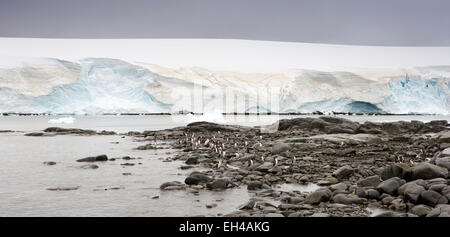 L'Antarctique, l'Île Goudier, Port Lockroy, manchots entre littoral rocheux, vue panoramique Banque D'Images