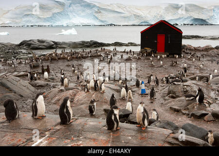 L'Antarctique, l'Île Goudier, Port Lockroy, manchots entre les bâtiments de la base britannique Banque D'Images