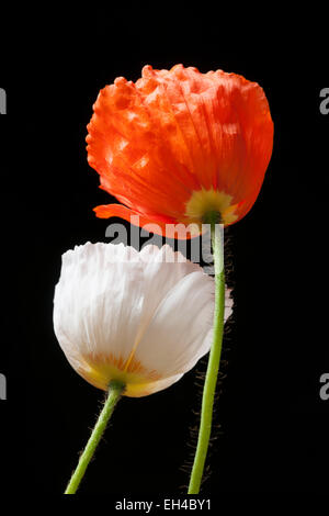 Deux coquelicots rouges et blanches sur fond noir Banque D'Images