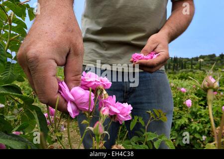 France, Alpes Maritimes, Mouans-Sartoux autour de Grasse, les jardins du Musée International de la parfumerie (Jardins du MusΘe de la VILLA FORT FRANCE), Rose Centifolia Banque D'Images