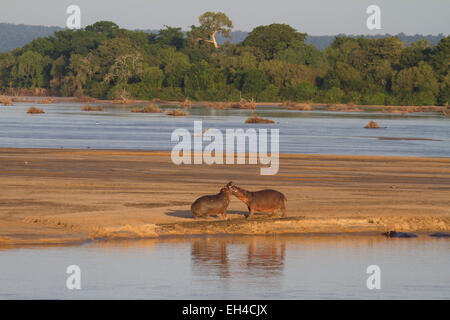 La politique commune de l'Hippopotame (Hippopotamus amphibius) Banque D'Images