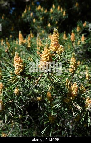 France, Alpes Maritimes, le parc national du Mercantour (parc national du Mercantour), Haute-Vesubie, vallée de la Gordolasque, le pin sylvestre (Pinus sylvestris) Banque D'Images
