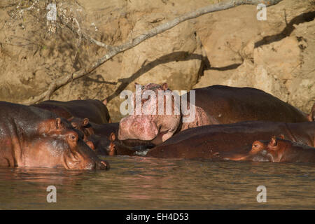 La politique commune de l'Hippopotame (Hippopotamus amphibius), Albino hippo, rose. Banque D'Images