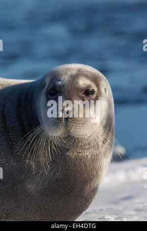 Le phoque barbu / square flipper (Erignathus barbatus) close up portrait, Svalbard, Norvège Banque D'Images