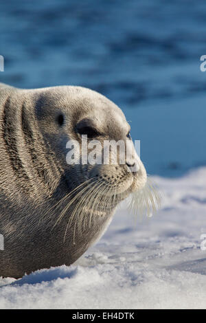 Le phoque barbu / square flipper (Erignathus barbatus) close up portrait, Svalbard, Norvège Banque D'Images