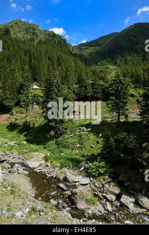 La Roumanie, la Valachie, Muntenia, comté d'Arges, les montagnes de Fagaras le long de la route Transfagarasan dans les Carpates du Sud Banque D'Images