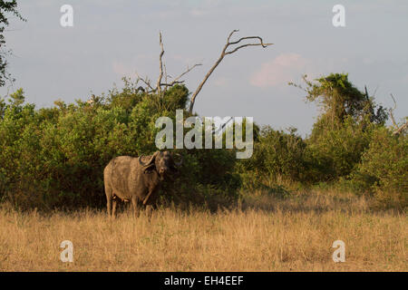 Buffle africain ou buffle (Syncerus caffer) Banque D'Images
