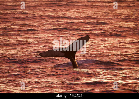 Baleine à bosse (Megaptera novaeangliae) Lever la queue queue de plonger pour se nourrir au coucher du soleil Banque D'Images