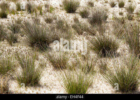 La texture de l'herbe qui pousse à l'état sauvage sur la plage dans le sable blanc Banque D'Images