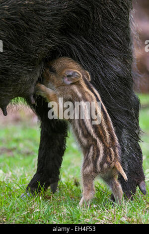 Le sanglier (Sus scrofa) truie porcelet de lait au printemps Banque D'Images