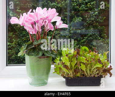 Salade de bébé de plus en plus de feuilles dans une boîte sur le rebord, pour un 'couper et reviens' l'offre. Banque D'Images