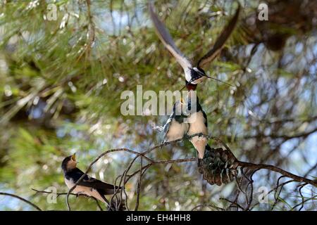 La Croatie, l'hirondelle rustique (Hirundo rustica), les jeunes oiseaux ont quitté le nid en attente d'être nourri Banque D'Images