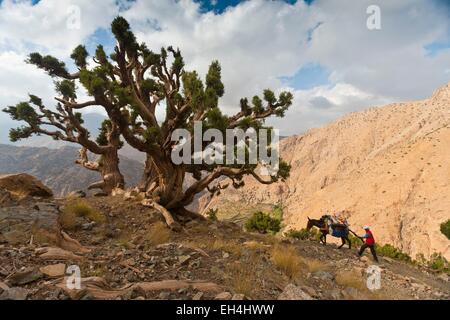 Le Maroc, Haut Atlas, parc national de Toubkal, muletier dans le cou de Tzi-n-Tamatert Banque D'Images