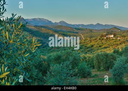 Espagne, Andalousie, Cadix, Olvera, paysage méditerranéen avec des oliveraies dans les montagnes accidentées au lever du soleil Banque D'Images