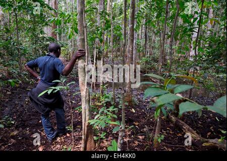 Le Gabon, Ogooue-Maritime Province, le Parc National de Loango, forêt et zones humides Banque D'Images