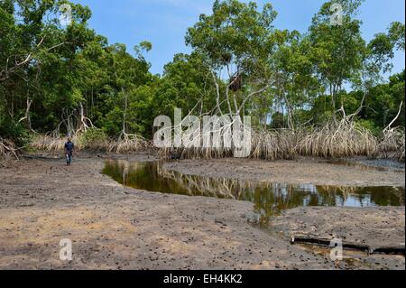 Le Gabon, Ogooue-Maritime Province, le Parc National de Loango, mangrove, de l'embouchure de la lagune Iguela Banque D'Images