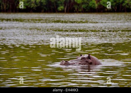 Le Gabon, Ogooue-Maritime Province, le Parc National de Loango, hippo dans la lagune Iguela Banque D'Images