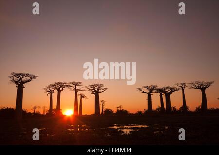 Madagascar, région de Menabe, Morondava, coucher de soleil sur l'allée des baobabs, les Baobabs Grandidier (Adansonia grandidieri) Banque D'Images