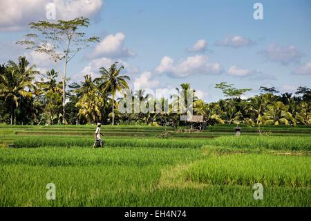 L'Indonésie, Nusa Tenggara, Bali, Ubud, agriculteur dans les champs de riz Banque D'Images