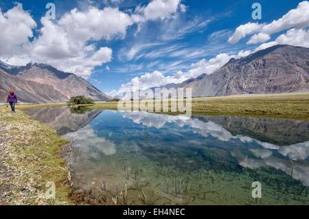 L'Inde, le Jammu-et-Cachemire, Ladakh, Nubra, Dogs, la vallée de Nubra, à une altitude de 3000m Banque D'Images