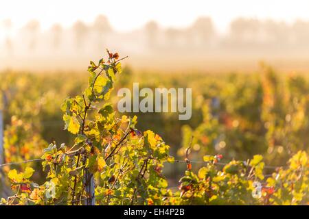 France, Gironde, Saint Aubin de Blaye, le vignoble et le paysage autour du village Banque D'Images