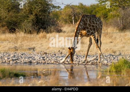 La Namibie, région Oshikoto, Etosha National Park, la Girafe (Giraffa camelopardalis) au point d'eau Banque D'Images