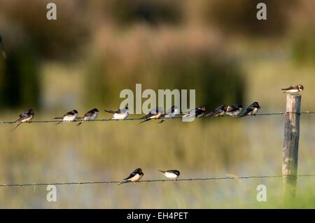 L'hirondelle rustique (Hirundo rustica) et (Delichon urbica) Banque D'Images