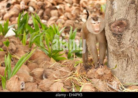 La Thaïlande du Nord, le macaque (Macaca leonina) cochon Banque D'Images