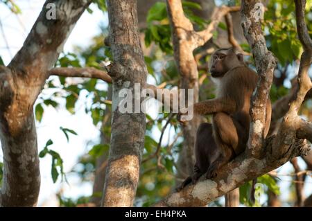 La Thaïlande du Nord, le macaque (Macaca leonina) cochon Banque D'Images