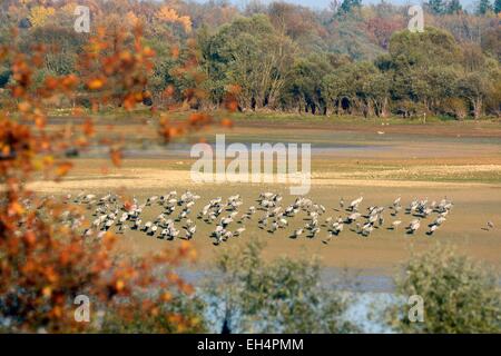 France, Marne, Giffaumont Grues (Grus grus) migration de reposant sur le lac du Der drainé Banque D'Images