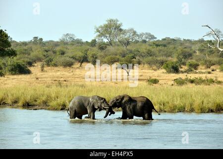 L'Afrique du Sud, Mpumalanga, Kruger National Park, l'éléphant africain (Loxodonta africana) Banque D'Images