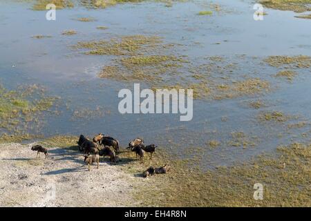 Le Botswana, Okavango delta, le Gnou bleu (Connocahetes taurinus), vue aérienne Banque D'Images