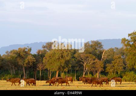 Kenya, Masai Mara, le Buffle africain (Syncerus caffer), troupeau déménagement Banque D'Images