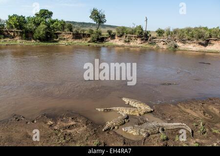 Kenya, Masai Mara, le crocodile du Nil (Crocodylus niloticus), Mara river Banque D'Images