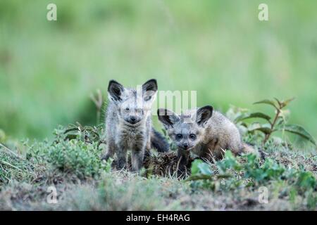 Kenya, Masai Mara, bat eared fox (Otocyon megalotis), les jeunes à la den Banque D'Images