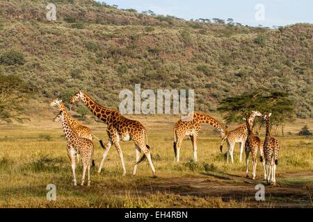 Le parc national de Nakuru, Kenya, Baringo Girafe (Giraffa cameleopardalis), troupeau Banque D'Images