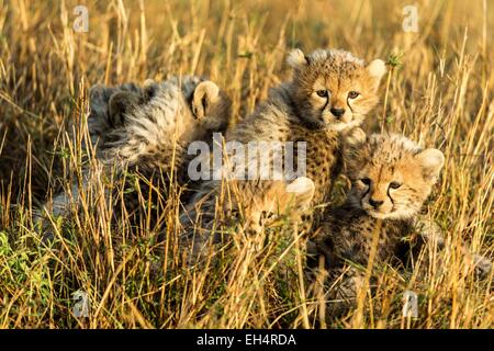 Kenya, Masai Mara, le Guépard (Acinonyx jubatus), les louveteaux 8/9 semaines Banque D'Images