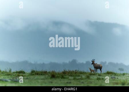 Kenya, Masai Mara, topi (Damaliscus korrigum), femme et les jeunes après la pluie Banque D'Images