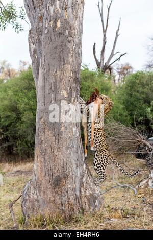 Le Botswana, Khwai River game reserve, le léopard (Panthera pardus), femme et sa proie Banque D'Images