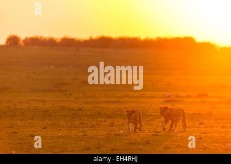 Kenya, Masai Mara, lion (Panthera leo), les femmes et les jeunes un déménagement au lever du soleil Banque D'Images