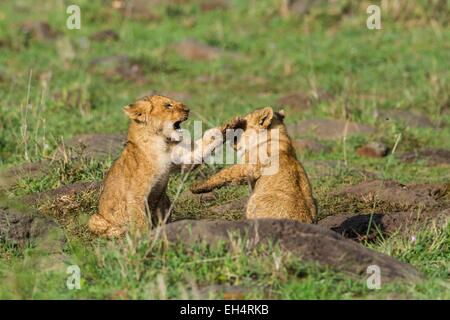 Kenya, Masai Mara, lion (Panthera leo), youngs jouant Banque D'Images