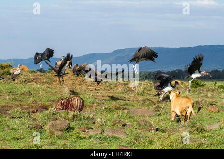 Kenya, Masai Mara, lion (Panthera leo), les vautours et chasse cigognes marabout Banque D'Images