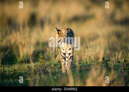 Kenya, Masai Mara, le serval (Felis serval), chasse Banque D'Images