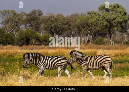 Le Botswana, Khwai River game reserve, le zèbre de Burchell (Equus burchelli) Banque D'Images