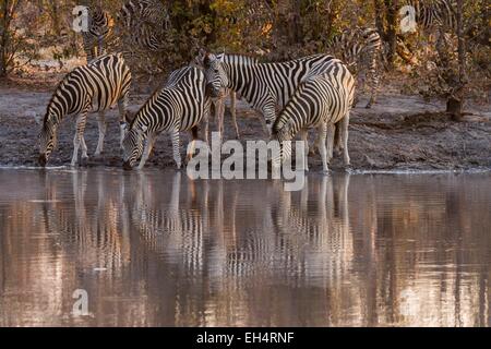 Le Botswana, Khwai River game reserve, le zèbre de Burchell (Equus burchelli) Banque D'Images