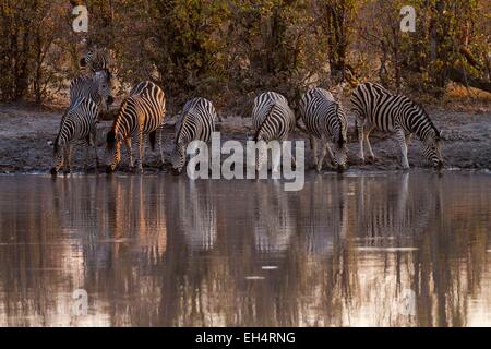 Le Botswana, Khwai River game reserve, le zèbre de Burchell (Equus burchelli) Banque D'Images