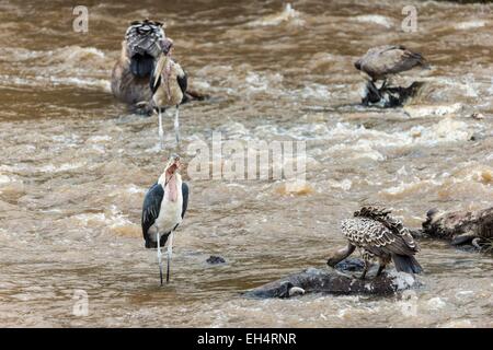 Kenya, Masai Mara, Marabou stork (crumeniferus Flamant rose (Phoenicopterus ruber) et les vautours, se nourrissant de gnous morts Banque D'Images